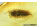 Nice Click beetle Elateroidea, Fungus Gnat and More.  Fossil insects in Baltic amber #8882