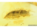 Nice Click beetle Elateroidea, Fungus Gnat and More.  Fossil insects in Baltic amber #8882