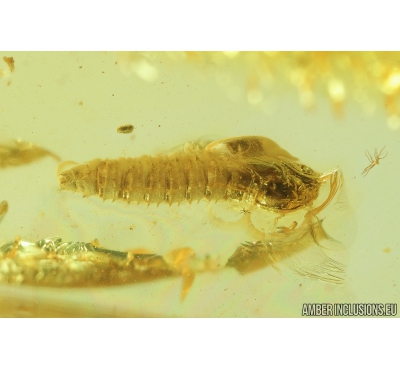 Anisopodidae, Wood gnat pupa. Fossil insect in Baltic amber #8883