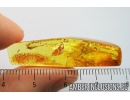 Anisopodidae, Wood gnat pupa. Fossil insect in Baltic amber #8883