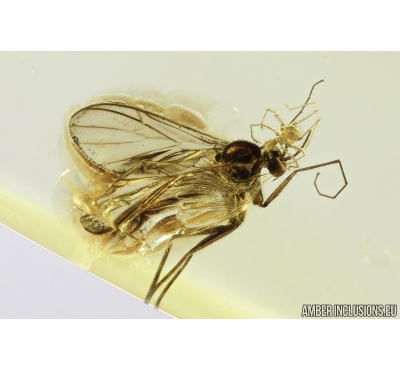 Nice Fungus gnat Mycetophilidae with Mite Acari. Fossil insects in Baltic amber #8886