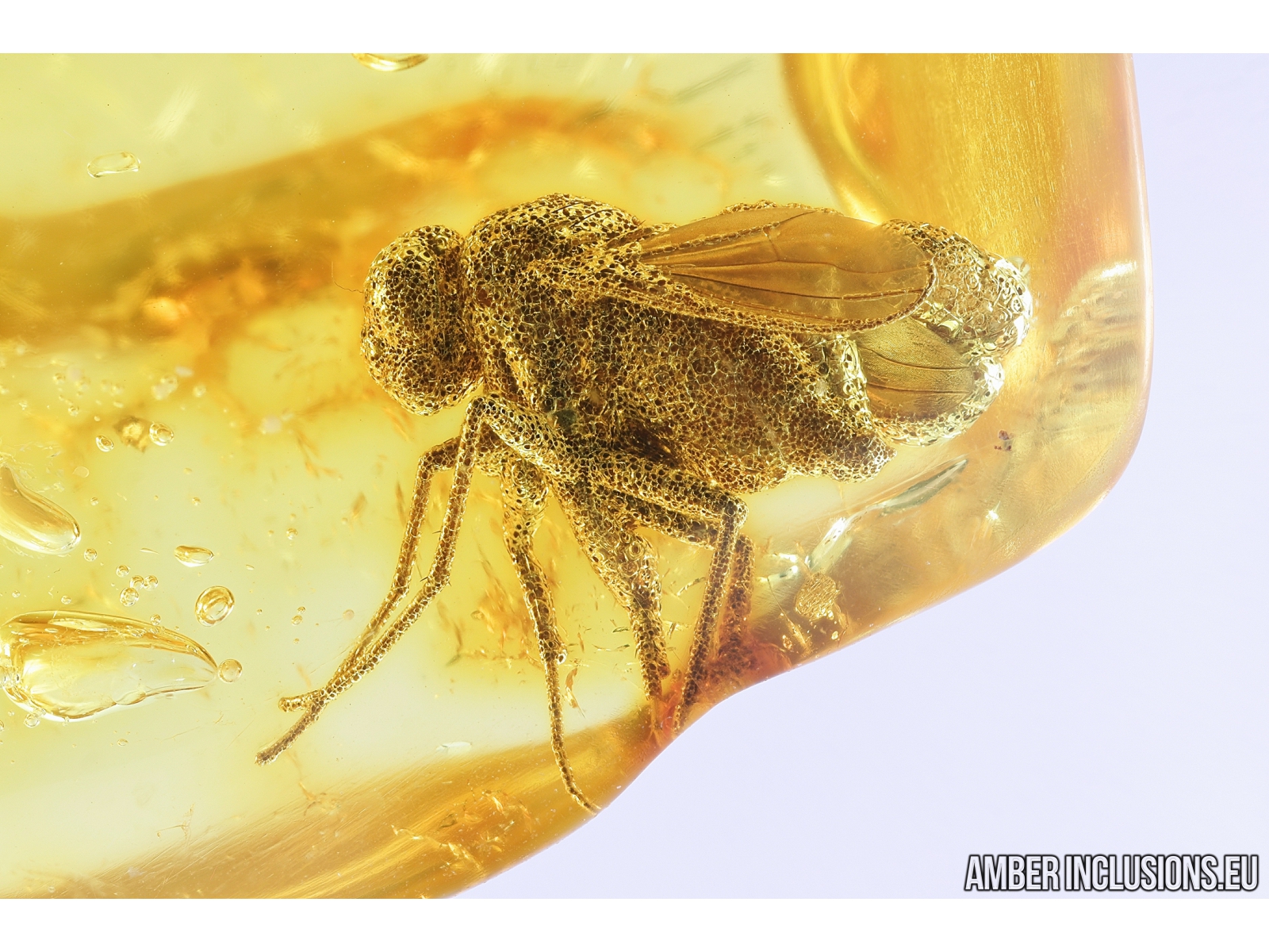 Nice Long-legged Golden fly Dolichopodidae and More. Fossil insects in  Baltic amber #8888