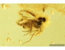 Nice Mite Acari, Long-legged fly Dolichopodidae and Aphid Aphidoidea. Fossil insects in Baltic amber #8890