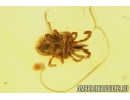 Nice Mite, Acari. Fossil insect in Baltic Amber #8892