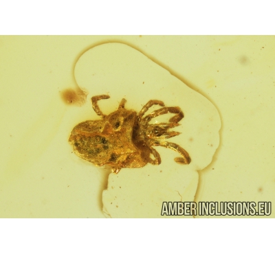 Nice Mite, Acari. Fossil insect in Baltic Amber #8892