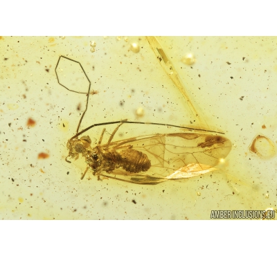 Psocid, Psocoptera. Fossil insect in Baltic amber #8893