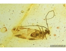 Psocid, Psocoptera. Fossil insect in Baltic amber #8893