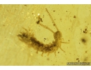 Rare Centipede, Symphyla and Coccid, Coccoidea. Fossil insects in Baltic amber #8894
