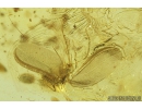 Rare Centipede, Symphyla and Coccid, Coccoidea. Fossil insects in Baltic amber #8894