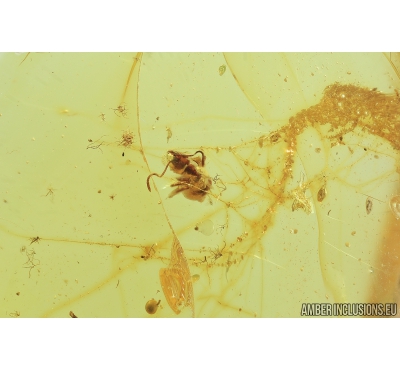 Ant Hymenoptera in Spider web. Fossil inclusion in Baltic amber #8895