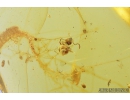 Ant Hymenoptera in Spider web. Fossil inclusion in Baltic amber #8895