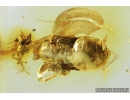 Ant Pupa, Hymenoptera and More. fossil inclusions in Baltic amber #8896