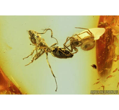 Ant Hymenoptera and Spider Araneae. Fossil inclusions in Baltic amber #8897