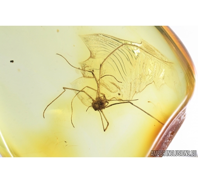 Harvestman, Opiliones. Fossil inclusion in Baltic amber #8903