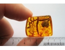 Nice, Unknown Inclusion. Baltic amber stone #8904