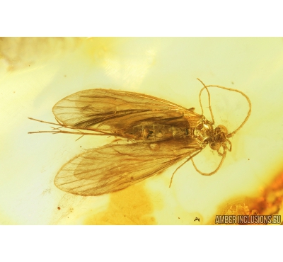 Nice Caddisfly Trichoptera. Fossil insect in Baltic amber #8905