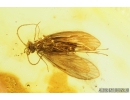 Nice Caddisfly Trichoptera. Fossil insect in Baltic amber #8905