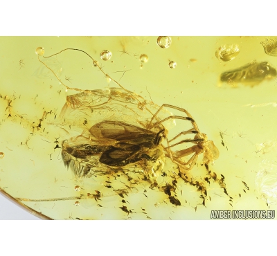 Caddisfly Trichoptera, Spider Araneae and Plant. Fossil inclusions in Baltic amber #8906