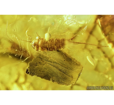 Silverfish Lepismatidae and Leaf Fragment. Fossil inclusions in Baltic amber #8907