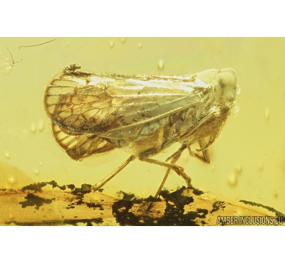 Planthopper, Cicadina. Fossil insect in Baltic amber #8910