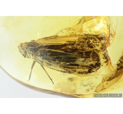Nice Planthopper, Cicadina. Fossil insect in Baltic amber #8911