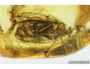 Nice Planthopper, Cicadina. Fossil insect in Baltic amber #8911