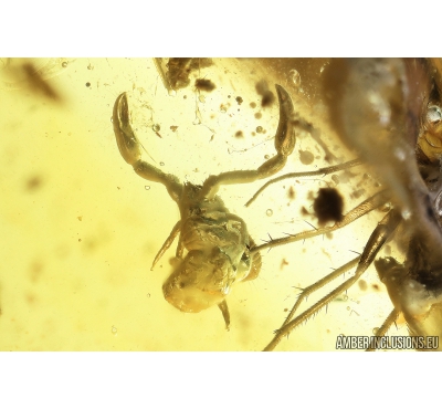 Pseudoscorpion probably with embryos sack. Fossil inclusion in Baltic amber #8914