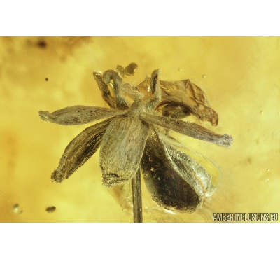 Beautiful Flower and Crane fly Limoniidae Trichoneura. Fossil inclusions in Baltic amber #8915