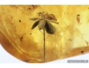 Beautiful Flower and Crane fly Limoniidae Trichoneura. Fossil inclusions in Baltic amber #8915