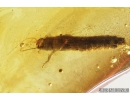 Rare Aquatic Larva Marsh Beetle and Spider Araneae. Fossil inclusions in Baltic amber #8928