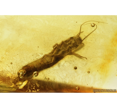 Rare Aquatic Larva Marsh Beetle and Spider Araneae. Fossil inclusions in Baltic amber #8928