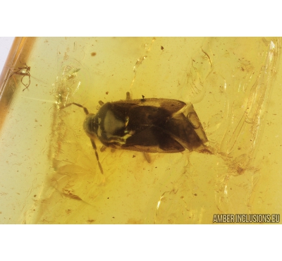 Nice Bug, Heteroptera. Fossil insect in Baltic amber #8930