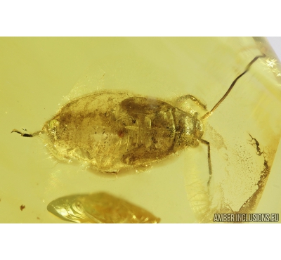 Bug, Heteroptera. Fossil insect in Baltic amber #8931