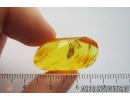 Bug, Heteroptera. Fossil insect in Baltic amber #8931