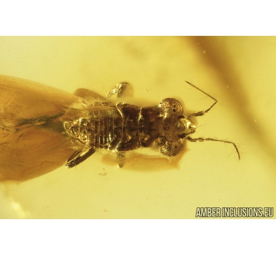 Nice Bug, Heteroptera. Fossil insect in Baltic amber #8932