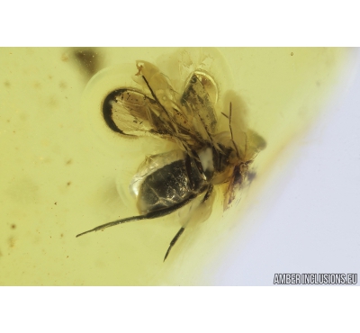 Bug Heteroptera and Snipe Fly Rhagionidae . Fossil insects in Baltic amber #8933