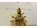 Rare Lace Bug, Tingidae. Fossil inclusion in Baltic amber #8934