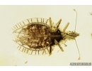 Rare Lace Bug, Tingidae. Fossil inclusion in Baltic amber #8934