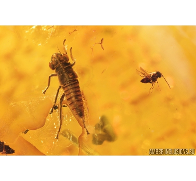 Nice Plant-hopper Nymph Cicadina and Wasp Hymenoptera. Fossil insects in Baltic amber #8935