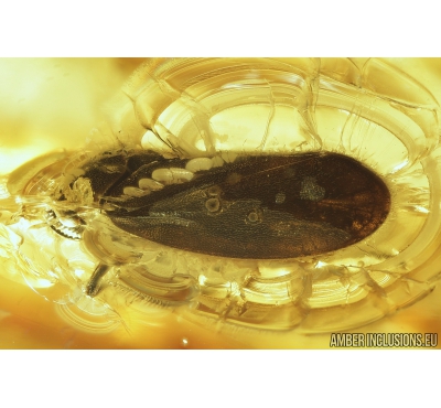 Plant-hopper Cicadina with Crystals! fossil inclusions in Ukrainian Rovno amber stone #8936R