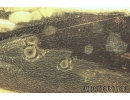 Plant-hopper Cicadina with Crystals! fossil inclusions in Ukrainian Rovno amber stone #8936R