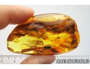 Plant-hopper Cicadina with Crystals! fossil inclusions in Ukrainian Rovno amber stone #8936R