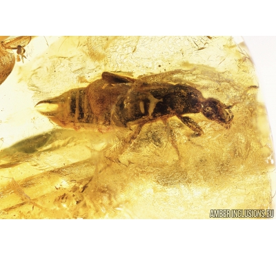 Adult Earwig, Dermaptera. Fossil insect in Baltic amber #8937