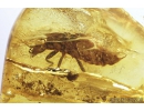 Adult Earwig, Dermaptera. Fossil insect in Baltic amber #8937