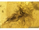 Mayfly Ephemeroptera, Beetle Coleoptera and More. Fossil insects in Baltic amber stone #8938