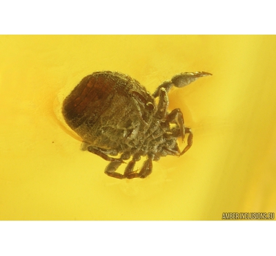 False scorpion, Pseudoscorpion. Fossil inclusion in Baltic amber #8939