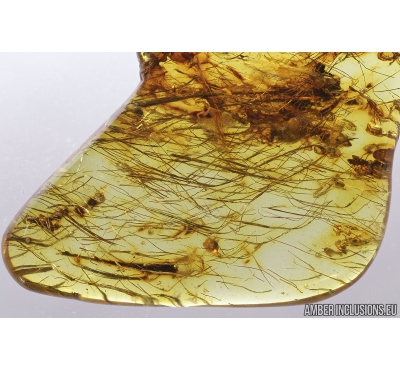 Plant fibers. fossil inclusions in Baltic amber #8940