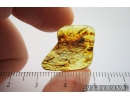 Plant fibers. fossil inclusions in Baltic amber #8940