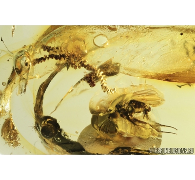 Liverwort Bryophyta and Long-legged fly Dolichopodidae.  Fossil inclusions in Baltic amber #8941