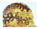 Liverwort Bryophyta. Fossil inclusion in Baltic amber #8942